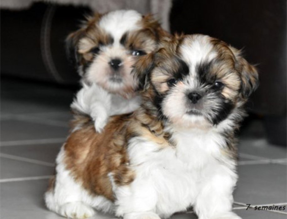 Shih Tzu