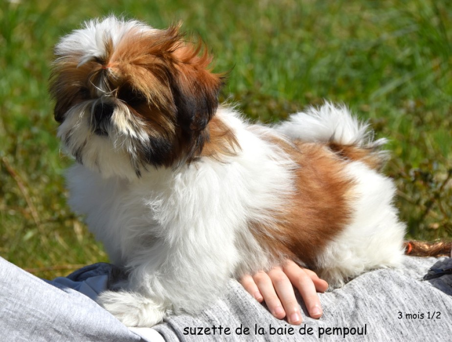 Suzette de la Baie de Pempoul