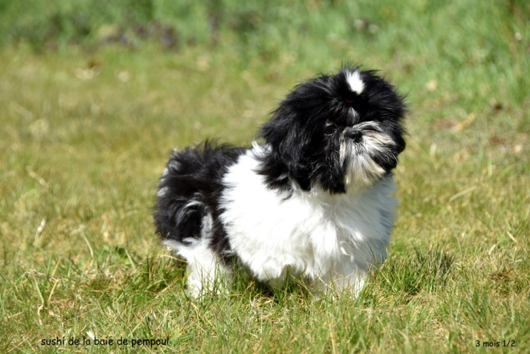 Sushi de la Baie de Pempoul
