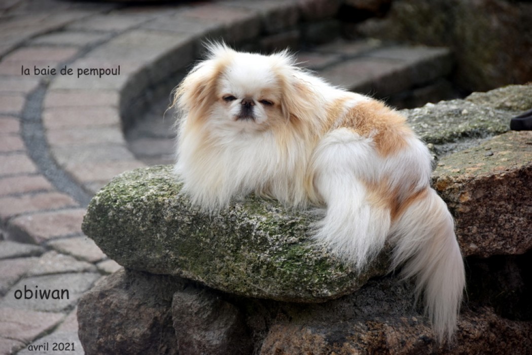 Obiwan, du dieu de la lumière