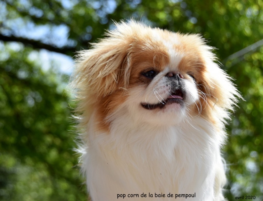 Pop corn de la baie de pempoul