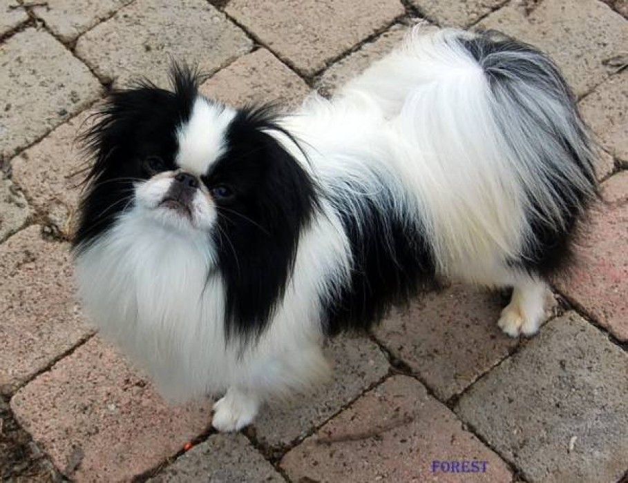 Forever gen otaku de l'arc d'Asherat