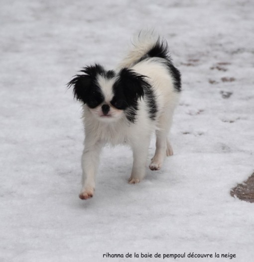 rihannaneige 3.jpg