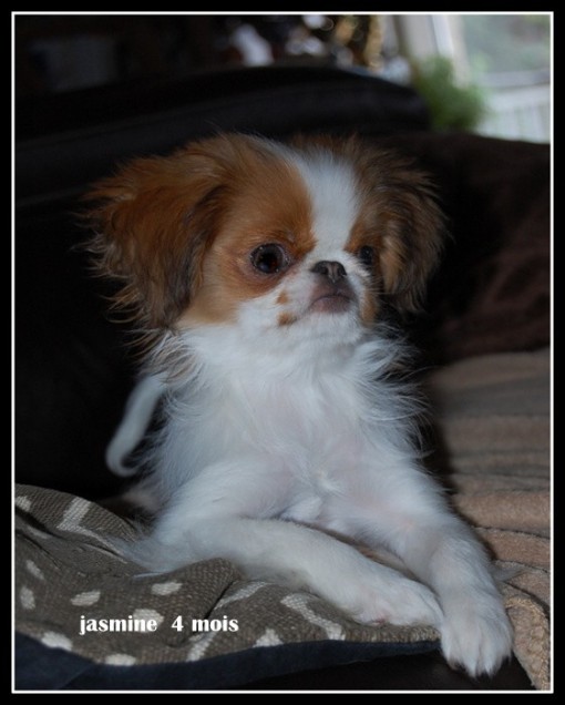 jasmine4m 2.jpg
