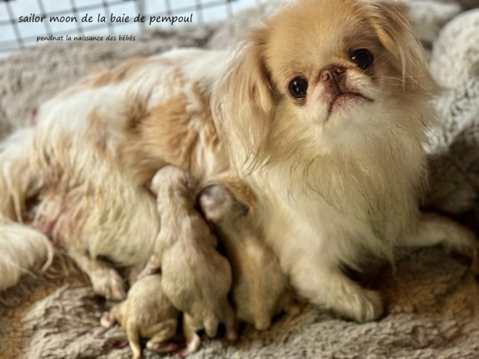 Les bébés de sailor moon de la Baie de Pempoul