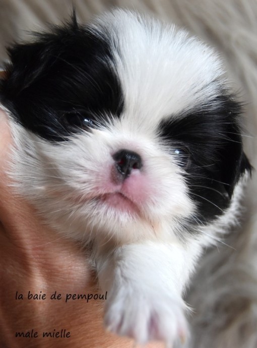 malefoncemielle 2.jpg