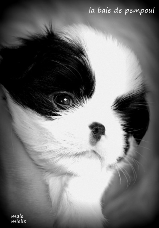 malefoncemielle 3.jpg