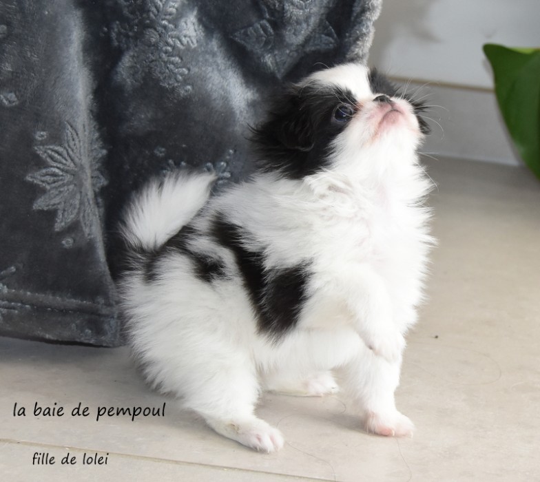 2 petites filles de Lolei de la Baie de Pempoul