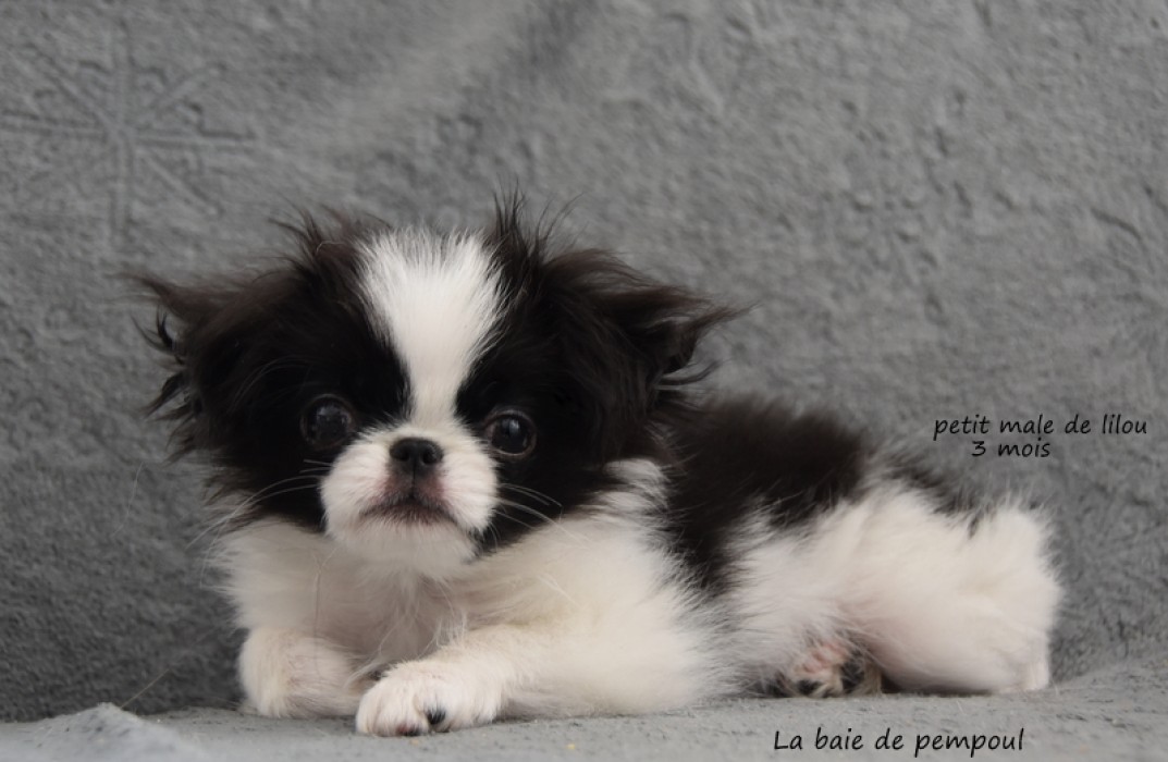 Mini garçon de Lilou