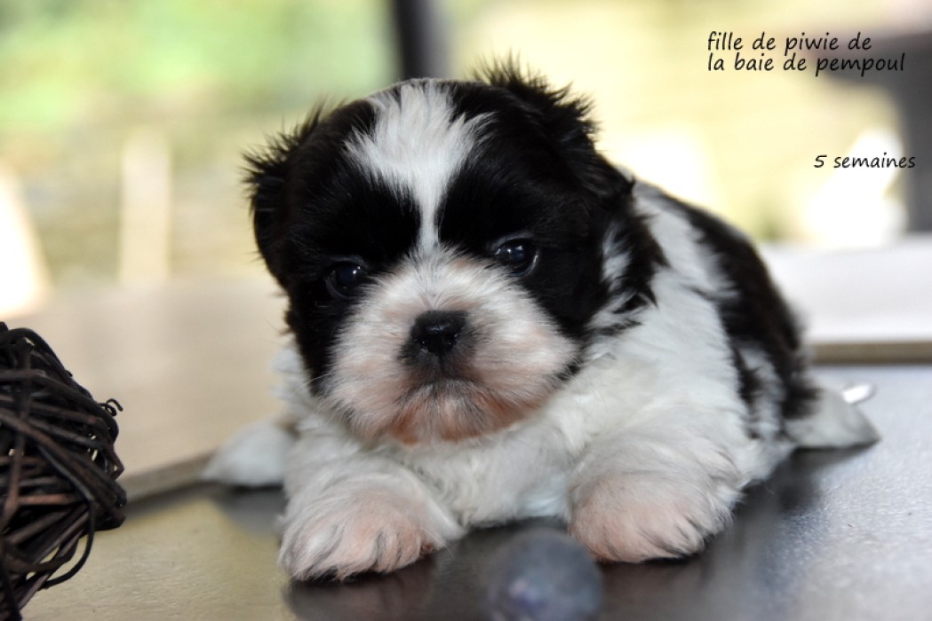 Les bébés de Piwie de la Baie de Pempoul
