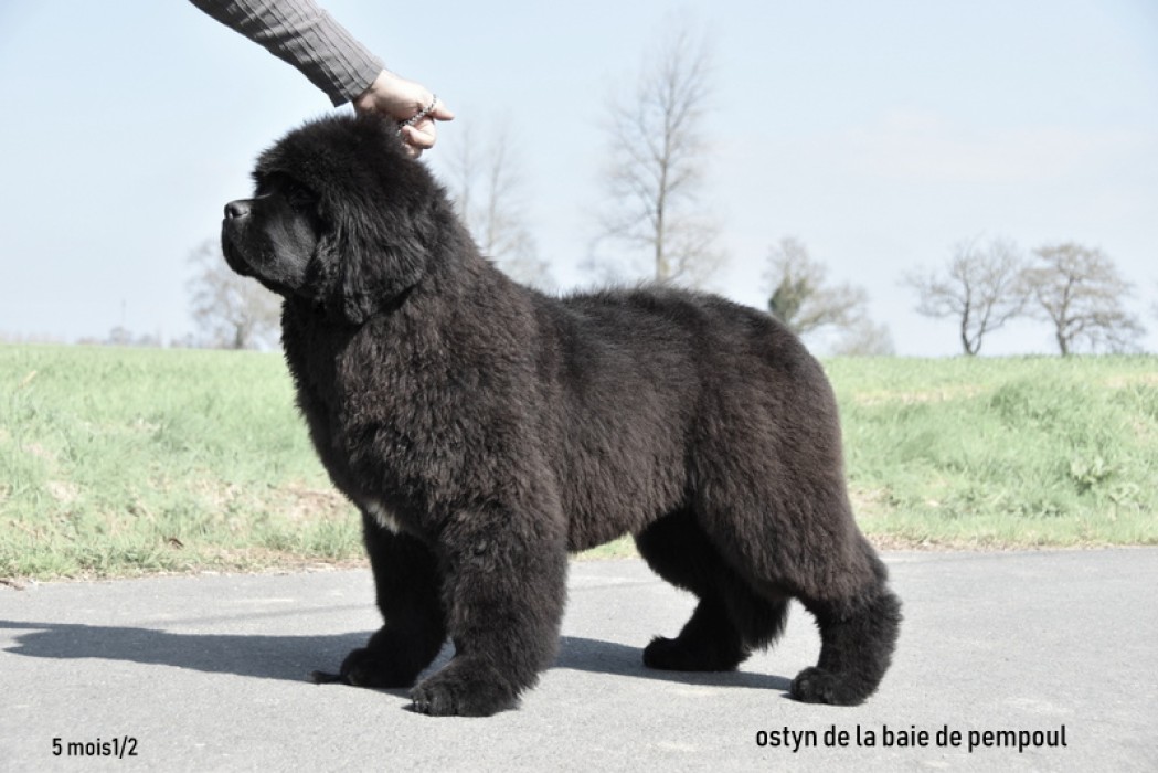 Ostyn de la Baie de Pempoul