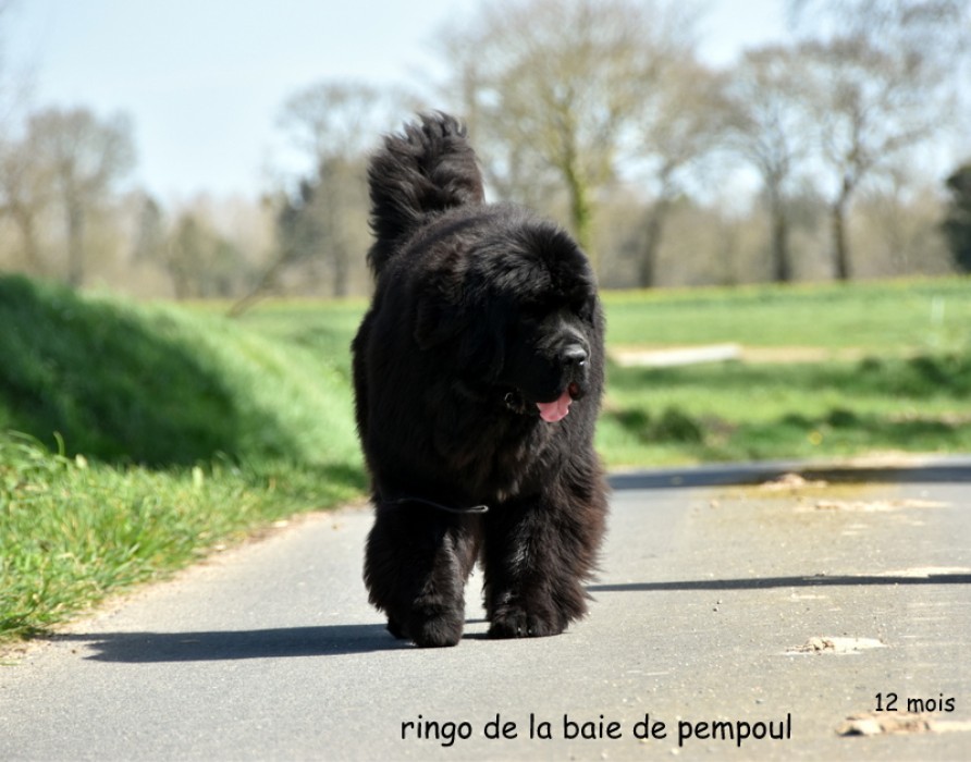 Ringo de la Baie de Pempoul