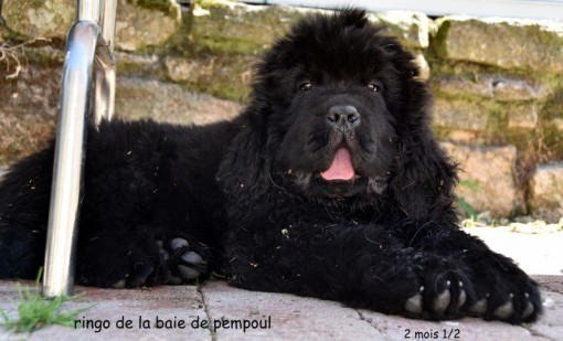 ringo10semaines 2.jpg