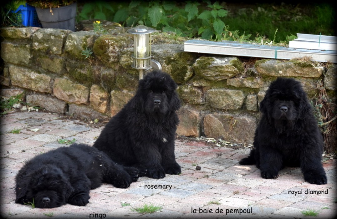 Rosemary de la Baie de Pempoul