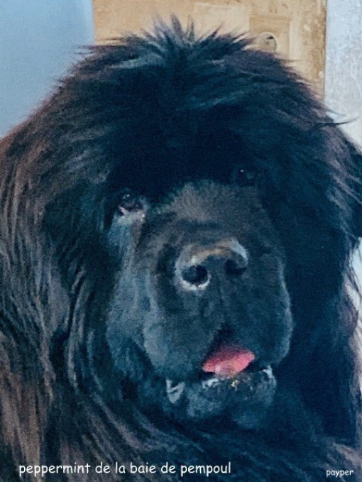 naissancepayper 4.jpg