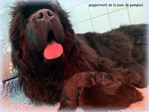 naissancepayper 8.jpg